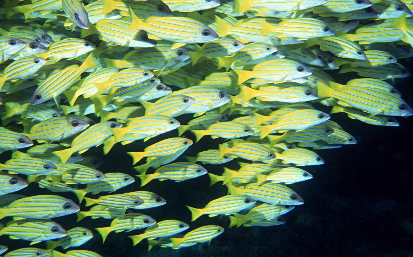 海底魚群圖片