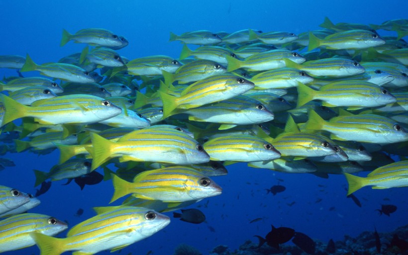 海底魚群圖片