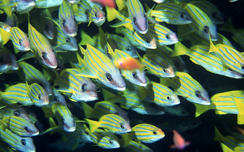 海底魚群圖片