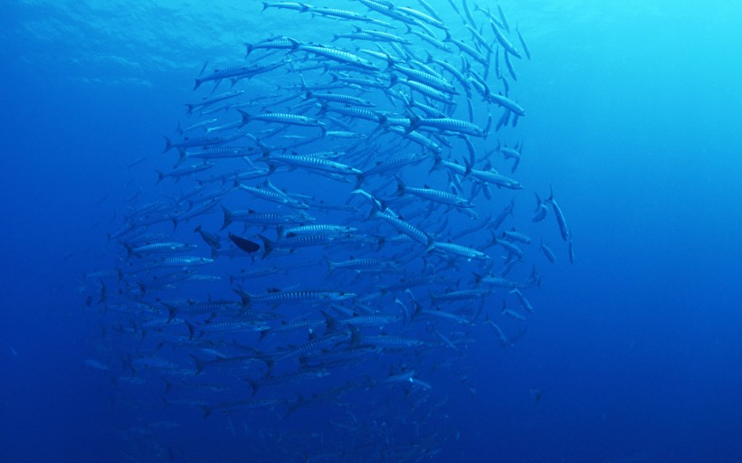 海底魚群圖片