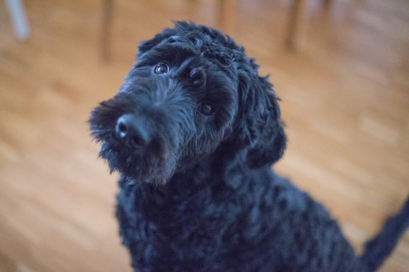 聰明忠誠的葡萄牙水犬圖片