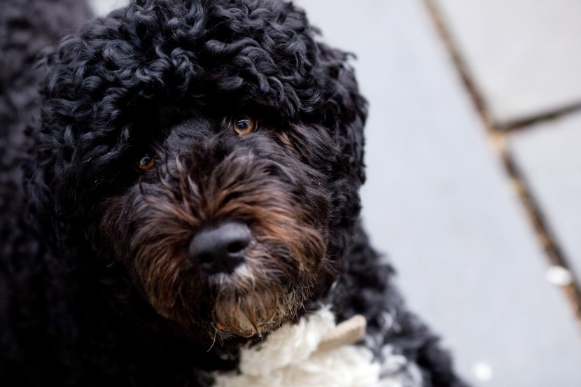 聰明忠誠的葡萄牙水犬圖片