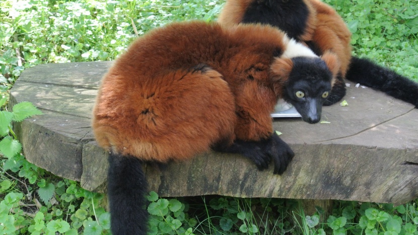 漂亮奇特的紅領狐猴圖片