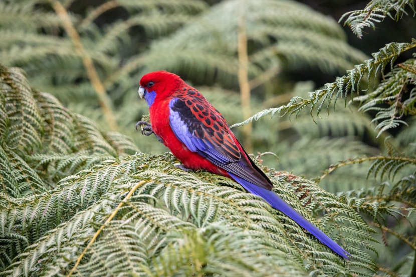 羽色鮮豔的深紅玫瑰鹦鹉圖片