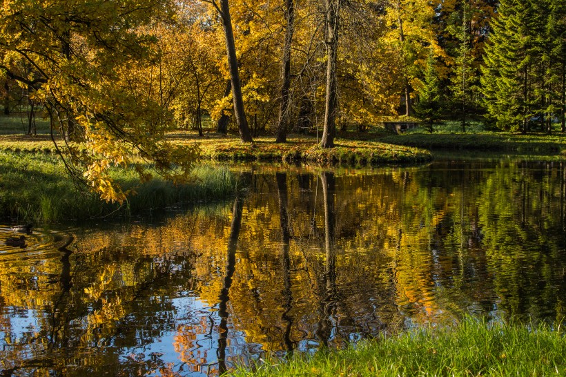 俄羅斯園林園林唯美秋季風景圖片