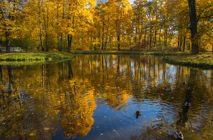 俄羅斯園林園林唯美秋季風景圖片