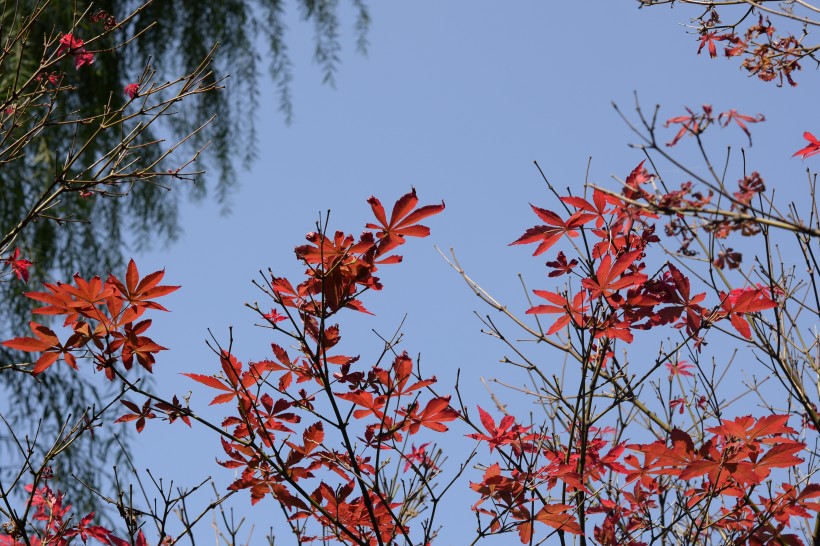 四川四姑娘山長坪溝秋季風景圖片