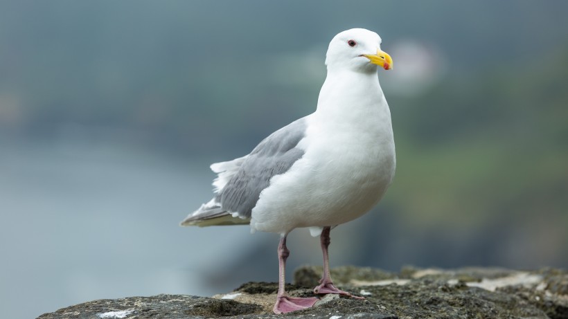 海鷗的特寫圖片