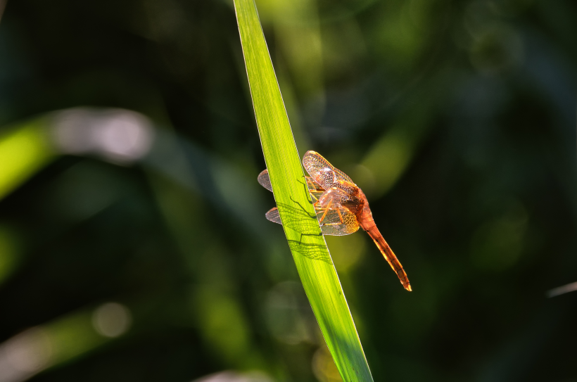 色彩斑斓的蜻蜓圖片