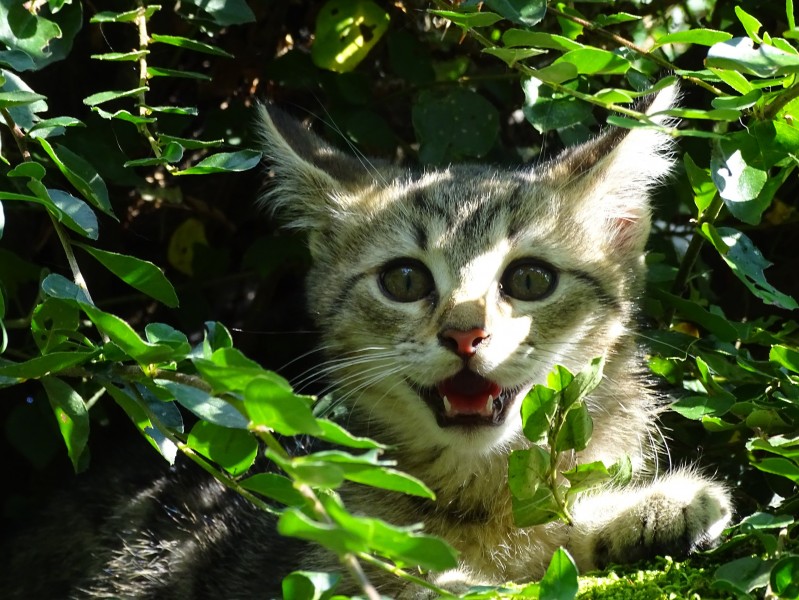 大型貓科動物猞猁圖片