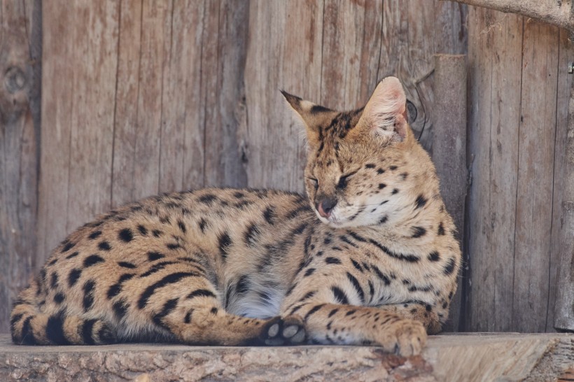 大型貓科動物猞猁圖片