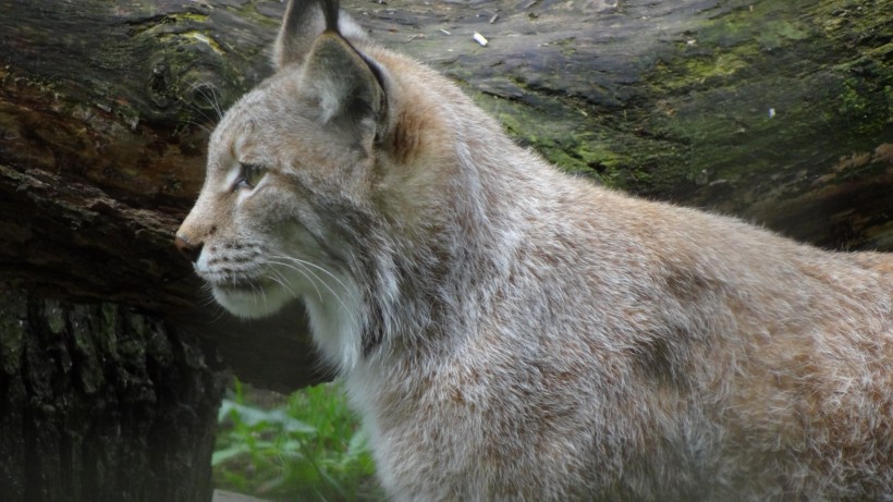 大型貓科動物猞猁圖片