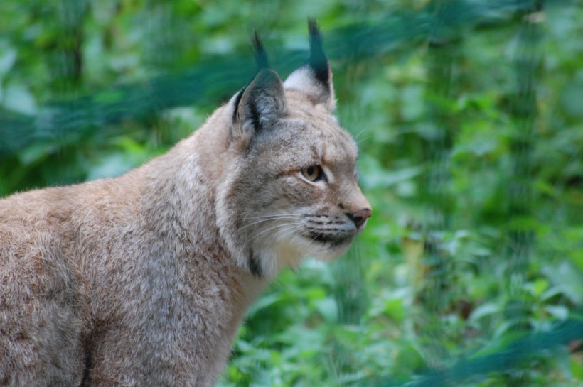 大型貓科動物猞猁圖片