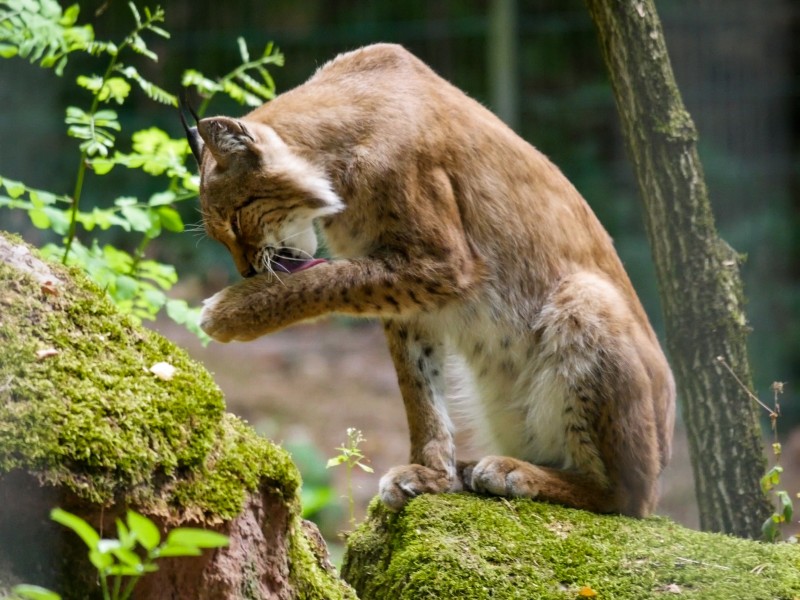 大型貓科動物猞猁圖片