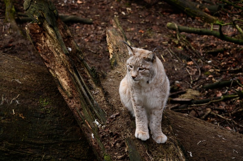 大型貓科動物猞猁圖片