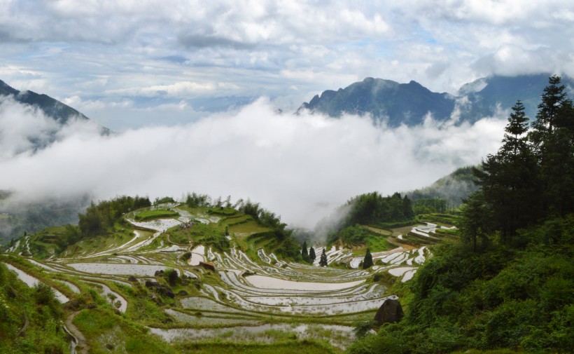 浙江麗水雲和梯田自然風景圖片