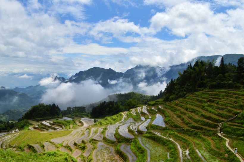 浙江麗水雲和梯田自然風景圖片