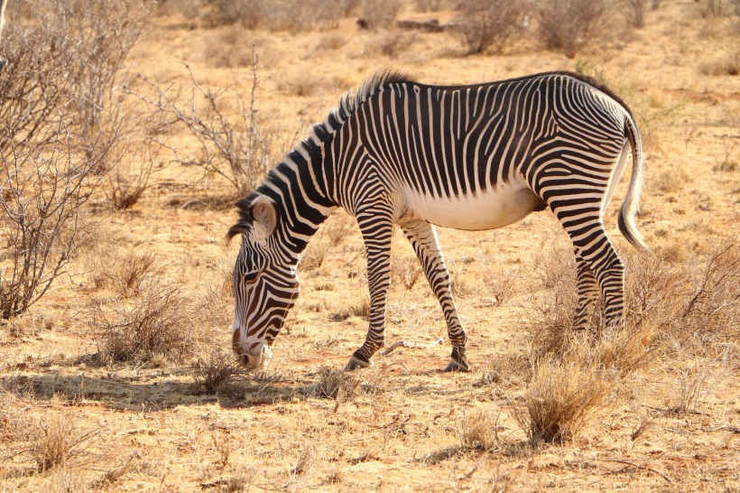 非洲草原上悠閑的斑馬圖片