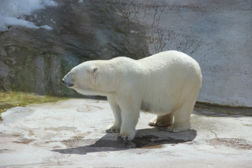 笨拙可愛的北極熊圖片