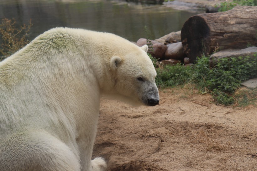 笨拙可愛的北極熊圖片