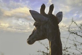 南非草原上的長頸鹿圖片