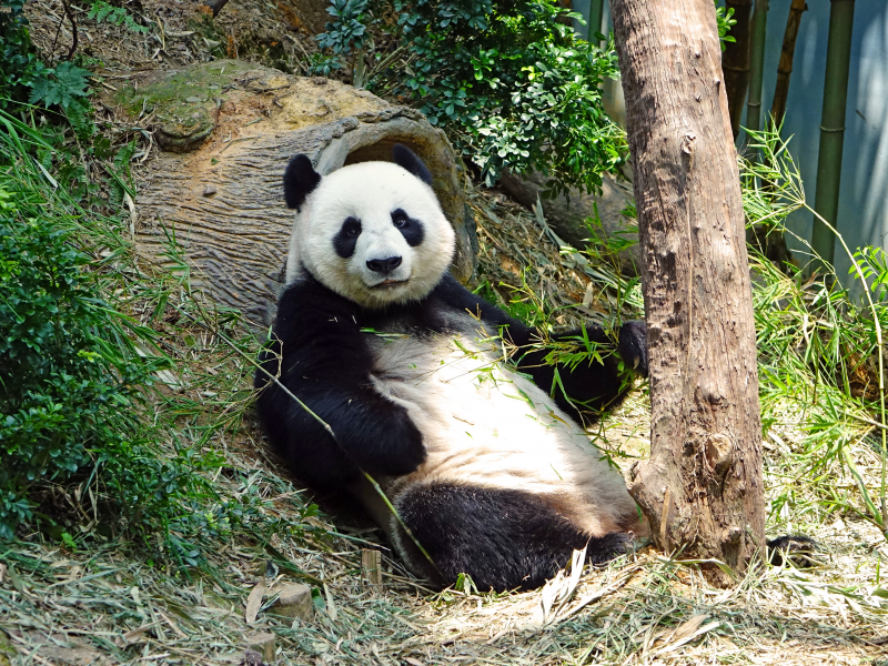 呆萌的大熊貓圖片