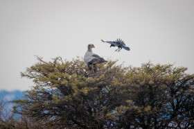 非洲秃鹫圖片