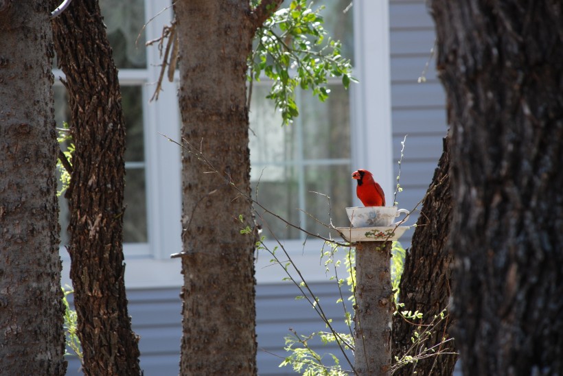 羽毛漂亮的紅衣主教鳥圖片