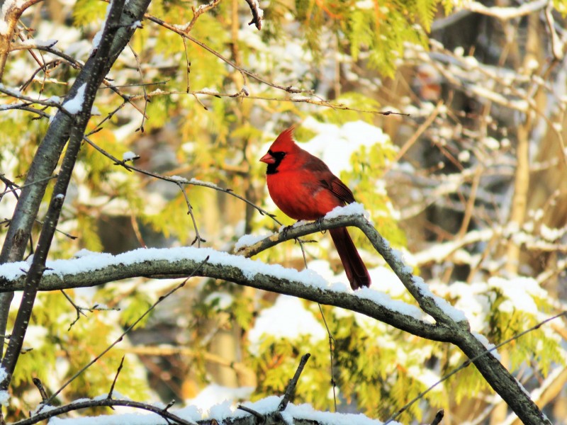 羽毛漂亮的紅衣主教鳥圖片