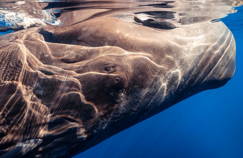 深海裡的鲸魚圖片