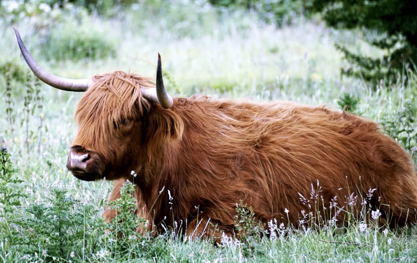 健壯的蘇格蘭高地牛圖片
