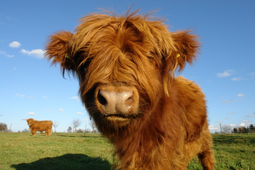 健壯的蘇格蘭高地牛圖片