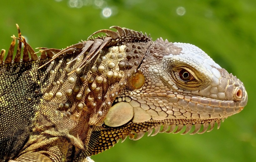 身體顔色可變的鬣蜥圖片