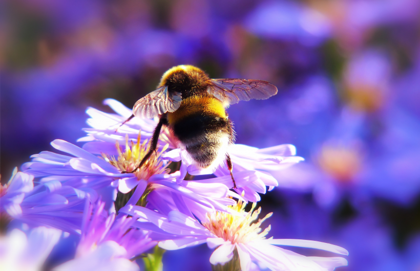 采花蜜的小蜜蜂圖片