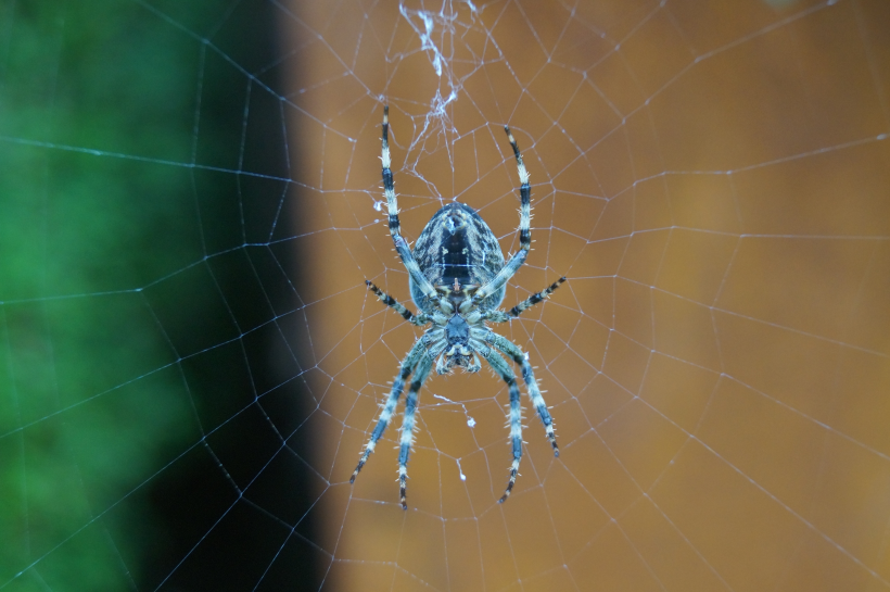 蜘蛛網上的蜘蛛圖片