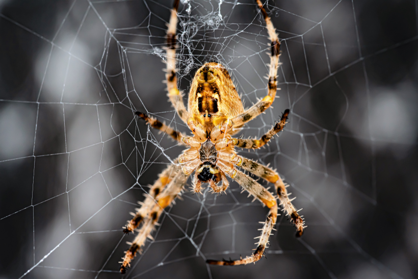 蜘蛛網上的蜘蛛圖片