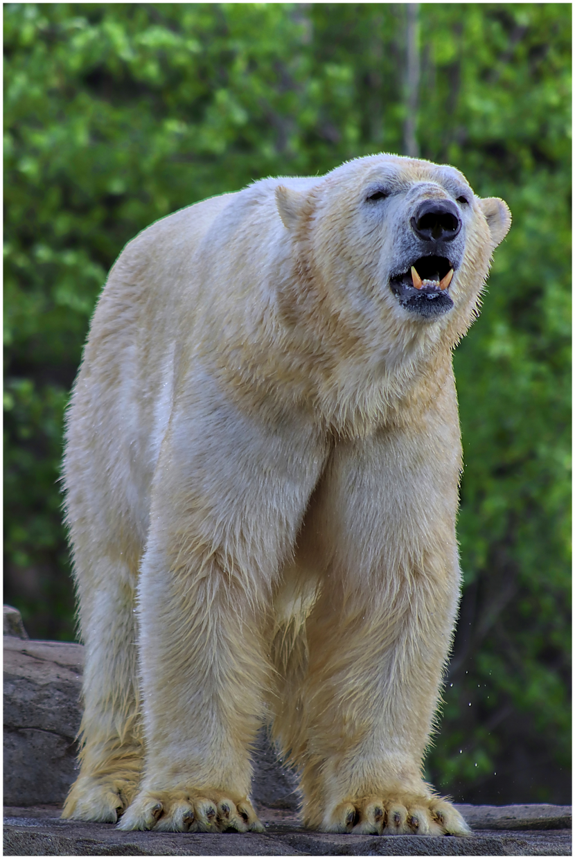 可愛呆萌的白色北極熊圖片