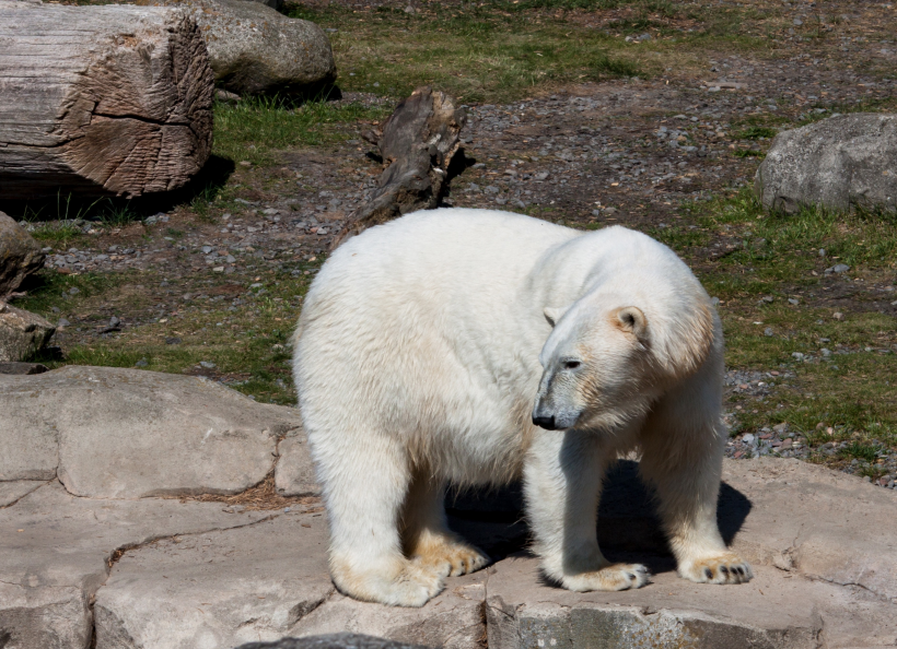 可愛毛茸茸的白色北極熊圖片