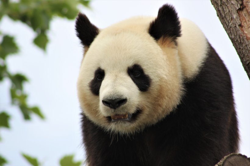 動物園裡的國寶大熊貓圖片