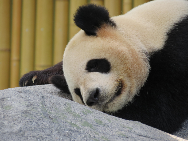 動物園裡的國寶大熊貓圖片