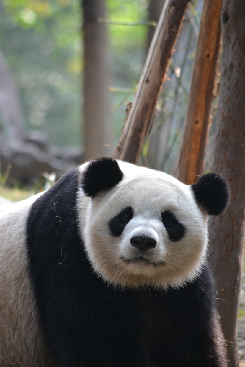 動物園裡的國寶大熊貓圖片