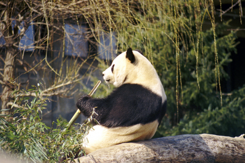 動物園裡的國寶大熊貓圖片