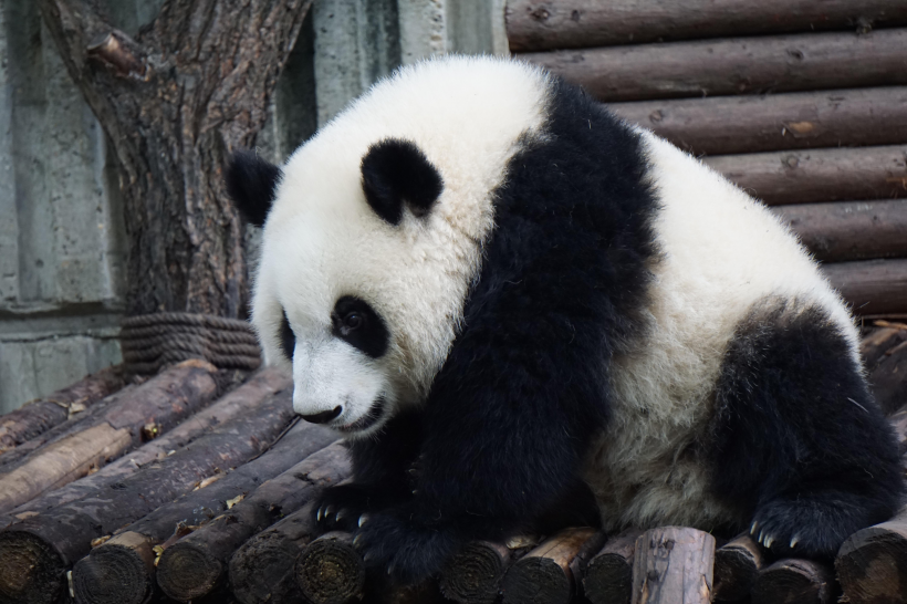 動物園裡的國寶大熊貓圖片