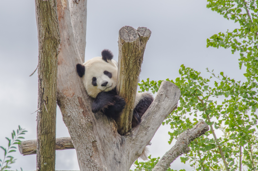 動物園裡的國寶大熊貓圖片