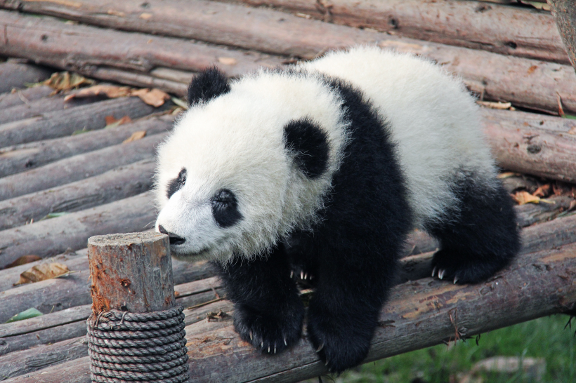 動物園裡的國寶大熊貓圖片