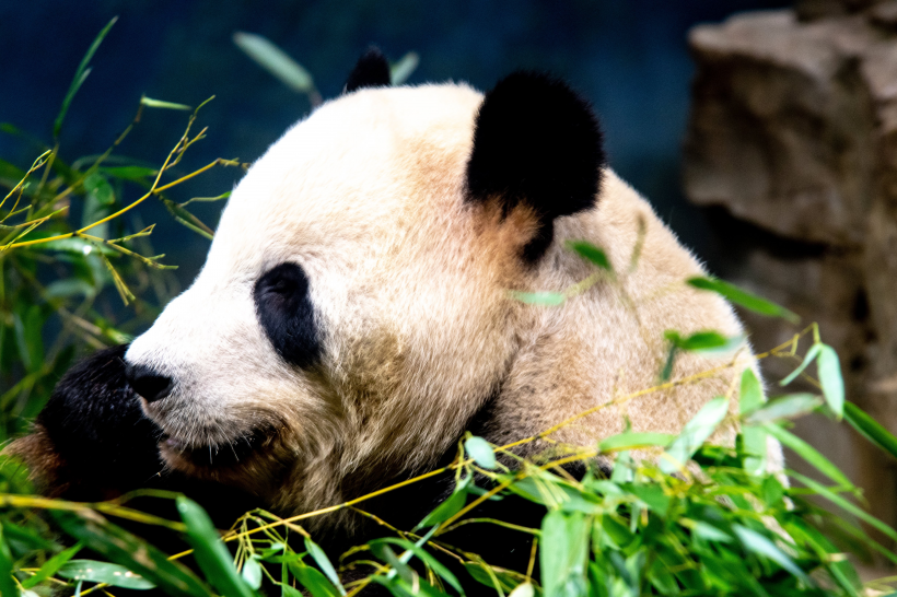 動物園裡的國寶大熊貓圖片