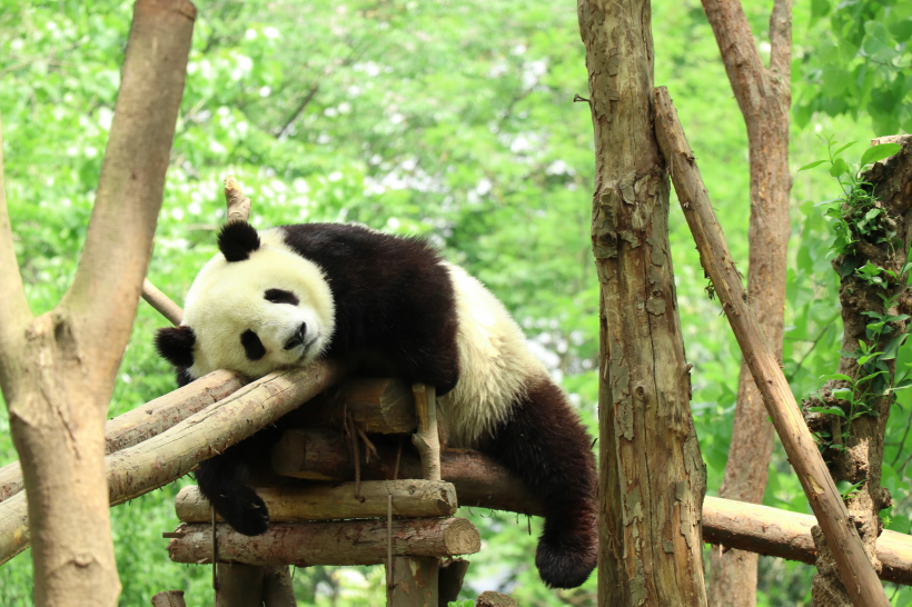 動物園裡的國寶大熊貓圖片