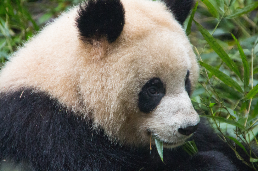 動物園裡的國寶大熊貓圖片