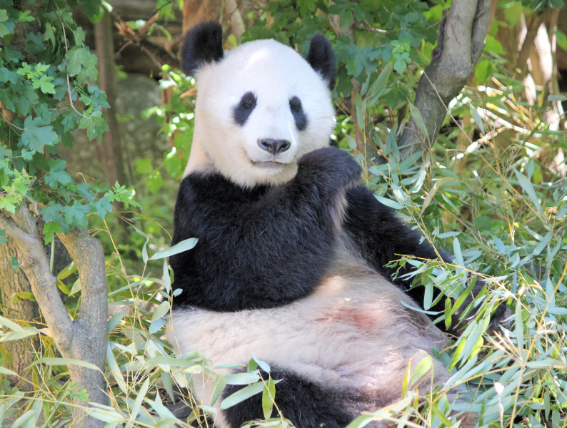 動物園裡的國寶大熊貓圖片