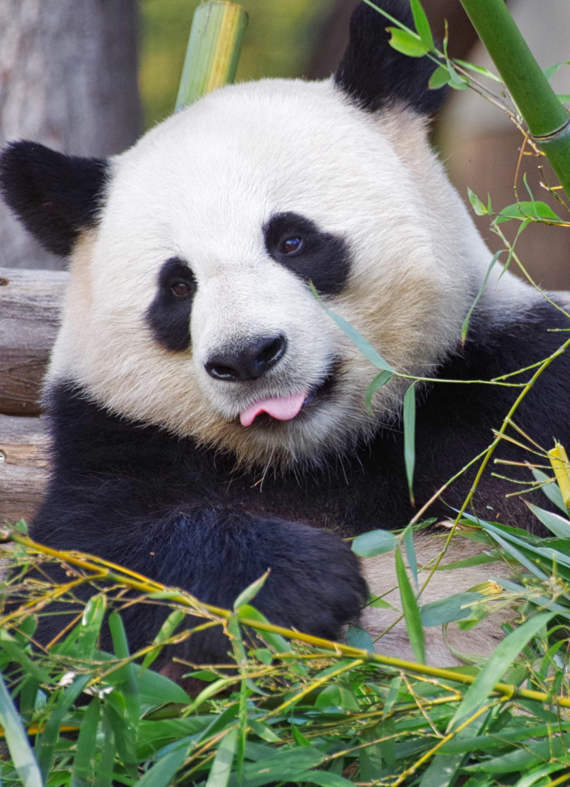 動物園裡的國寶大熊貓圖片